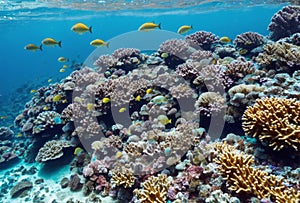 Under the shimmering surface of the sea, a vibrant coral reef comes to life, as a bustling community of marine creatures