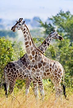 Under a shining sun two Rothschild Giraffes (Giraffa camelopardalis) stand at a tree with the crossed long necks.