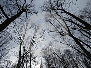 Under the sky in the deep dark forest