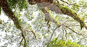 Under spiraling branches of lush green leaves. Nature background