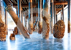 Under Stearn's Wharf in Santa Barbara California