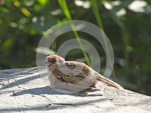 Sparrow basking in the sun