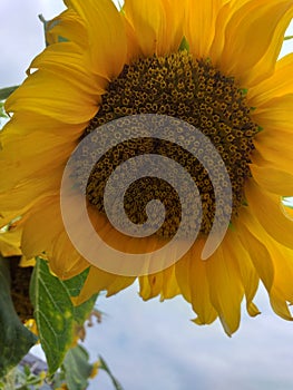 under the sunflower sky