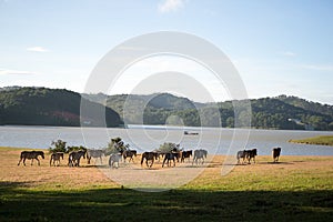 Under the Sunlight, wild horses eat the glass by the lake