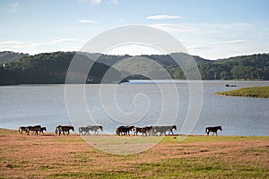 Under the Sunlight, wild horses eat the glass by the lake