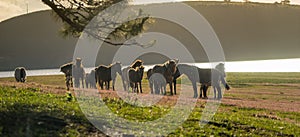 Under the Sunlight, wild horses eat the glass by the lake