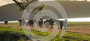 Under the Sunlight, wild horses eat the glass by the lake photo