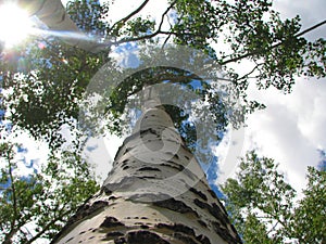 Under the Sunny Aspen Tree