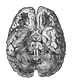 Under Surface of the Brain. Anatomy education concept - View from below of the brain and brainstem.