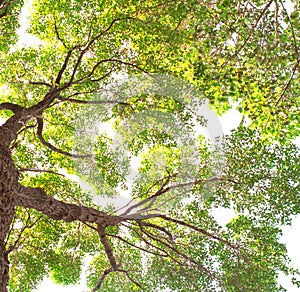 Under tree branch with green leaf view