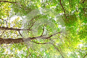 Under tree branch with green leaf view