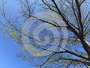 Under the tree.Green leaves and Black branch on Blue sky Background.