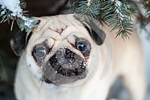 Under the tree. Pug in snow. Muzzle pug.