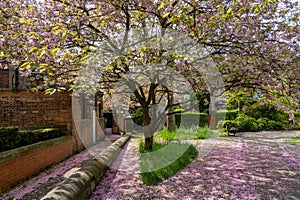 Under a Tree, a Sidewalk and the Grass are Covered in Pink Cherry Blossom Petals.