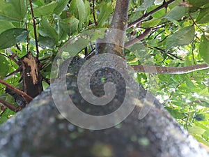 under a tree wet from the rain