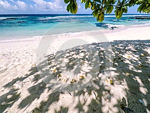 Under a tropical tree casting dappled shade on an idyllic white