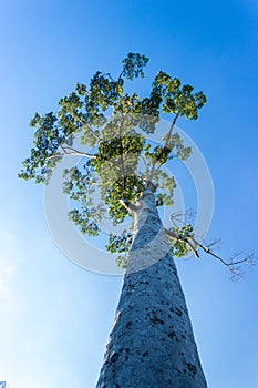 Under view of big tree with blue sky background