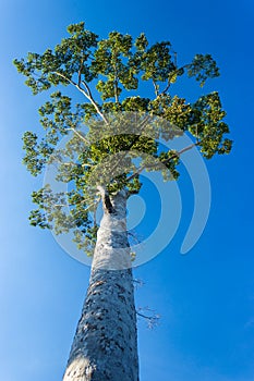 Under view of big tree with blue sky background