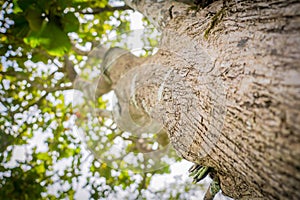 under view of the big tree in the nature