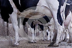 Under view of a dairy cow