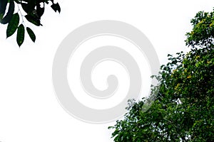 under view green leaf isolated on white background