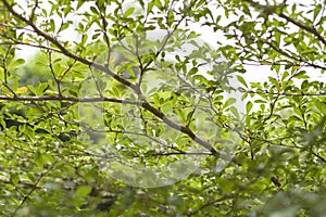 Under view of Ivory coast almond tree branches