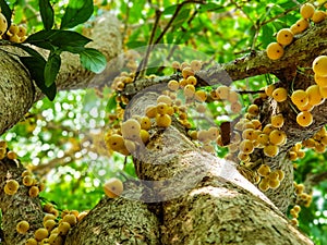 Thai fruit rambeh on the rambi tree
