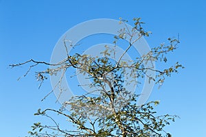 Under View of Tree Branches Against Blue Cloudy Sky