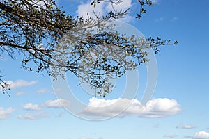 Under View of Tree Branches Against Blue Cloudy Sky