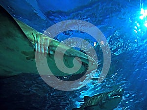 Under View of Two Sand Tiger Shark Under The Sea