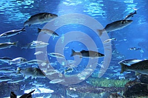 Under water in the Aquarium in Barcelona, Spain