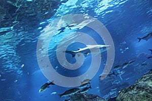 Under water in the Aquarium in Barcelona, Spain