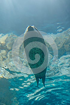 Under water close-up of a seal swimming