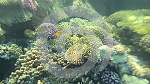 Under water diving in coral reef