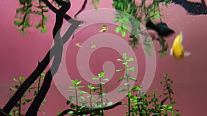 under water flower aquascape photo