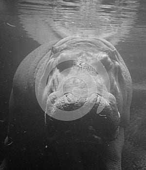 Under water hippopotamus Hippopotamus amphibius,