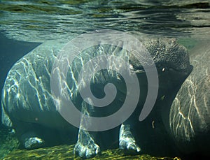 Under water hippopotamus Hippopotamus amphibius