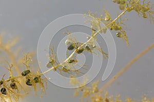 Under water leaves with bladder-like traps of a greater bladderwort , Utricularia vulgaris