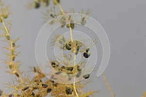 Under water leaves with bladder-like traps of a greater bladderwort , Utricularia vulgaris