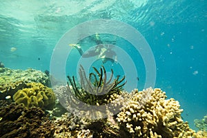 Under Water Scenery  At Mabul Island,Malaysia.