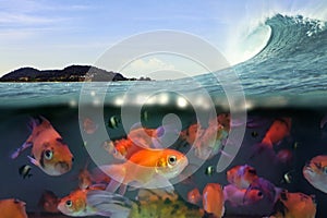 Under water split view of swimming fish and ocean wave