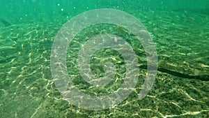 Under water video of freshwater catfish swimming in the spring in Blue Springs State Park in Florida