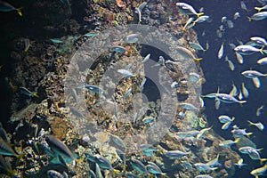 Under Water View of the Ocean, Coral Reef and Fishes