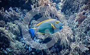 Under water view of tropical fish. Yellowfin Surgeonfish against coral background.