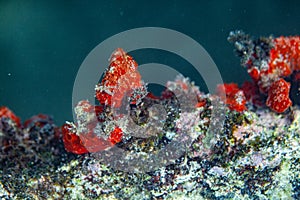 Under water world in the Carribean