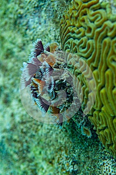 Under water world in the Carribean