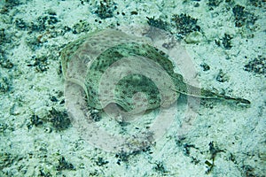 Under water world in the Carribean