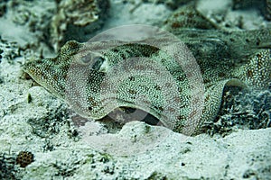 Under water world in the Carribean