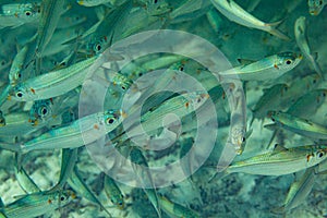 Under water world in the Carribean