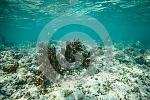 Under water world in the Carribean